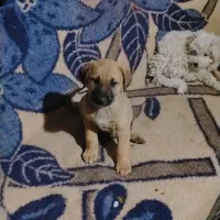 توله سگ سرابی اصل|سگ|بوکان, |دیوار