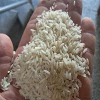 برنج کشت دوم|خوردنی و آشامیدنی|ساری, |دیوار