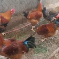 فروش خروس گلپایگانی سنگین وزن