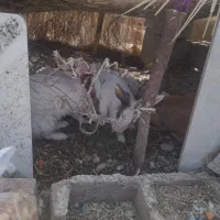 فورش خرگوش خانگی