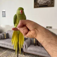 گمشده محدوده قاسم اباد