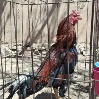 تخم مرغ لاری