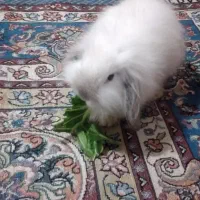 خرگوش|موش و خرگوش|بندر امام خمینی, |دیوار