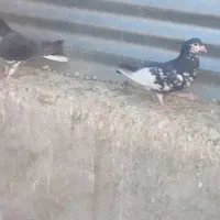 شهری . بهبهانی|پرنده|فیروزآباد (فارس), |دیوار