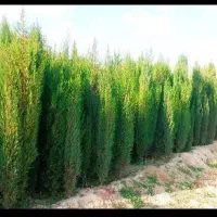 بزرگترین تولیدی سرو ونخل