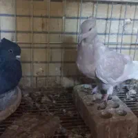 کفتر دم سفید|پرنده|شاهین‌شهر, شهرک گلدیس|دیوار