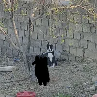 سگ نگهبان