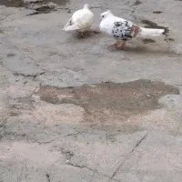 کبوتر پرنده|پرنده|دورود, |دیوار