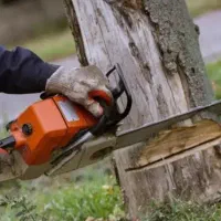 حرس قط درخت ریگان