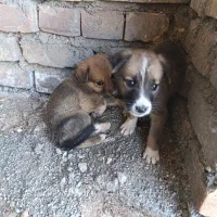 واگذاری سگ نگهبان|سگ|بیرجند, |دیوار