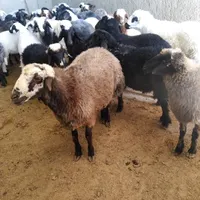 گوسفند زنده و گوشت کهره بره و خرده ای فقط جمعه ها|حیوانات مزرعه|کرمان, |دیوار