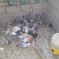 کبوتر سروستان|پرنده|شیراز, ارم|دیوار