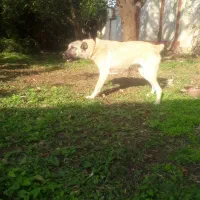 توله هشت ماهه سرابی اصل