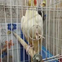فروش دوعددعروس هلندی نروماده