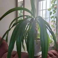 گل اشک ملکه