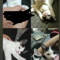 دوتاگربه رایگان