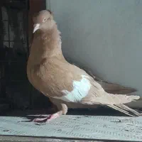 کبوتر سرک زرد|پرنده|دزفول, |دیوار