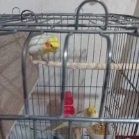 عروس هلندی نر و ماده|پرنده|قیدار, |دیوار