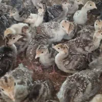 بوقلمون غاز مرغ گلپایگانی