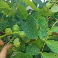 نهال گردو پیوندی وبادام|خدمات باغبانی و درختکاری|عجب شیر, |دیوار