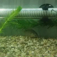 ماهی|ماهی|قم, تولید دارو و یخچال|دیوار