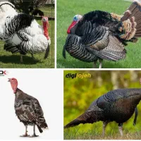 بوغلمون محلی ت. خ.  ف