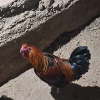 خروس|حیوانات مزرعه|الیگودرز, |دیوار