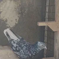 کفتر دم سفید نر|پرنده|شیراز, شیخ علی چوپان|دیوار