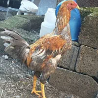 جوجه خروس لاری