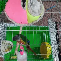 گرینچیک با کلیه لوازم و قفس به قیمت توافقی|پرنده|قم, نخودی|دیوار