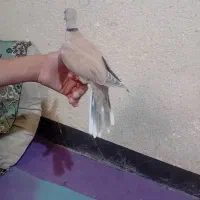 پرنده دستی نر مست