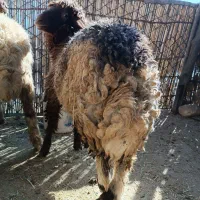 بره|حیوانات مزرعه|سیوان, |دیوار