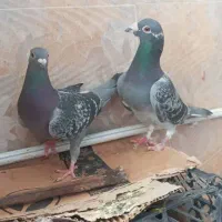 کفتر مسافت بلند