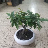 بنسای ممرز