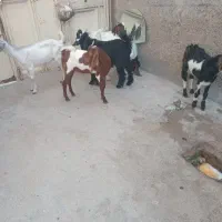 بزنر
