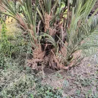 جنگ مضافتی|گل و گیاه طبیعی|گنبکی, |دیوار