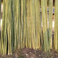 نی خیزران و لوله بامبو|خدمات باغبانی و درختکاری|فومن, |دیوار