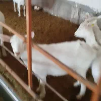 تعدادی بز جوان سانن