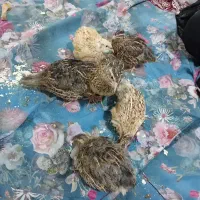 بلدرچین تخم گذار