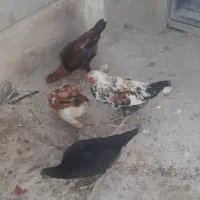 مرغ کرچ