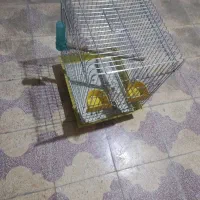 یک عدد قفس|لوازم جانبی حیوانات|بهبهان, |دیوار