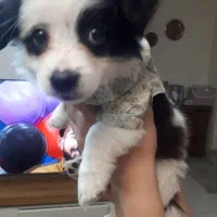 سگ پامر اشپیتز ۲ ماهه