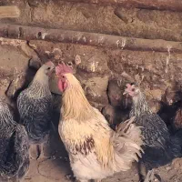 مرغ محلی|حیوانات مزرعه|کلیائی, |دیوار