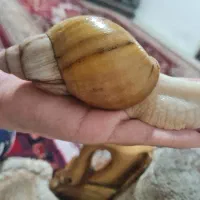 حلزون پت آروم و بی‌دردسر