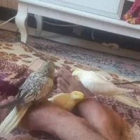 عروس هلندی لوتینو|پرنده|هشتگرد, فاز ۷ مهستان|دیوار