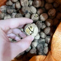 گردو امسالی