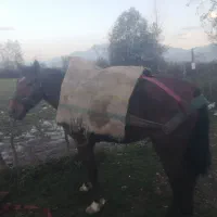 اسب 6 سال عاقل و باری|اسب و تجهیزات اسبسواری|نشتارود, |دیوار