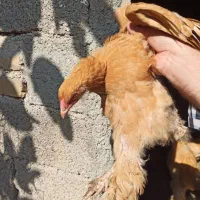 تعدادی مرغ و خروس و جوجه برهما|حیوانات مزرعه|طارم, |دیوار