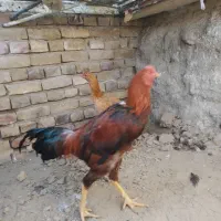 خروس لاری اصل با مرغ