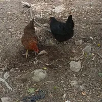 مرغ